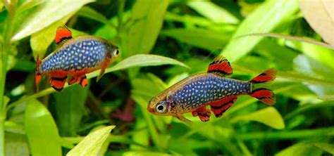 Fantastic Freshwater Nano Fish | Tropical Fish Hobbyist Magazine