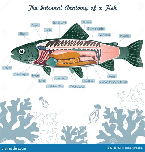 Fish Internal Organs Vector Art Diagram Anatomy with Labels Stock ...