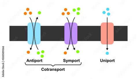 Scientific Designing Of Membrane Transport Systems. (Uniport, Symport And Antiport). Colorful ...