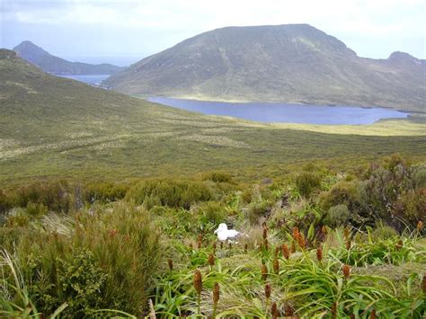 Campbell Island, New Zealand - Wikipedia, the free encyclopedia | Island, Unesco world heritage ...