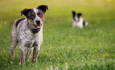 7 Best Invisible Dog Fences: In-Ground vs. Wireless vs. Physical Fence