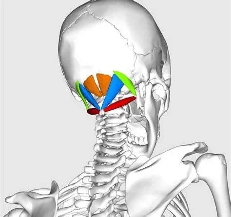 atlanto-occipital dislocation measurement Archives - SAMARPAN PHYSIOTHERAPY CLINIC AHMEDABAD