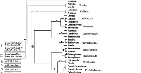 Phylogeny of metazoa according to published sources. | Download ...