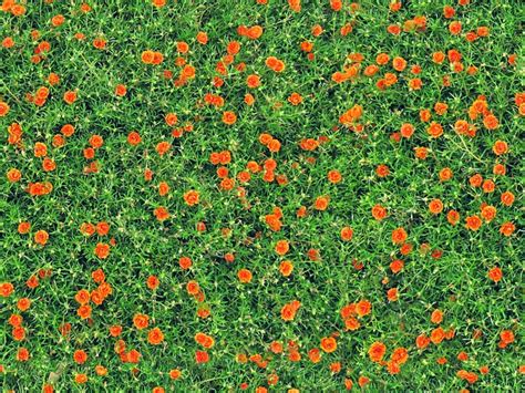 Free photo: Carnations, Flowers, Seamless - Free Image on Pixabay - 572267