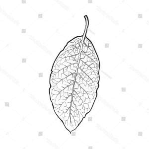 Tobacco Leaf Vector at GetDrawings | Free download