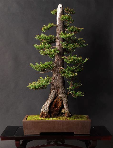 30+ Of The Most Beautiful Bonsai Trees Ever