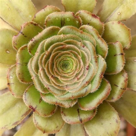 58 Stunning Aeonium Varieties (With Pictures) | Succulent Alley