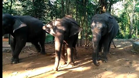 Elephant Sanctuary, Kodanad, Kerala | Elephant Sanctuary | Animal Sanctuary | Kerala Sanctuary ...