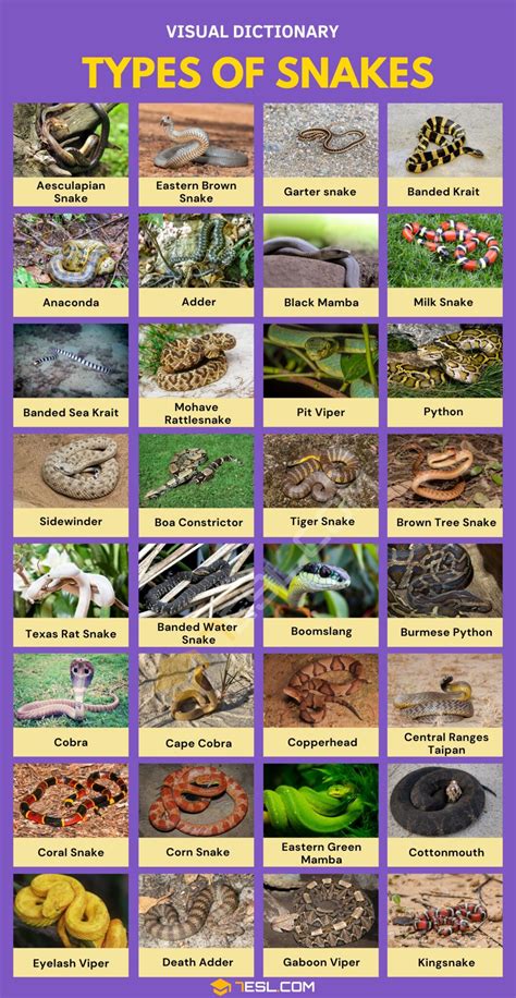 176 Snake Names in English • 7ESL