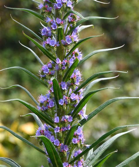 Mediterranean plants: the 10 best to grow in your backyard | Homes ...