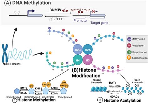 The mechanism of DNA methylation and histone modification in detail.... | Download Scientific ...