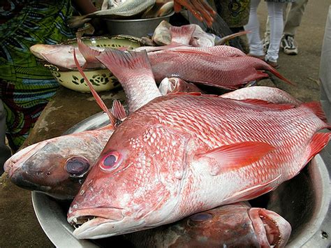 Sierra Leone bans fish exports | Politico SL