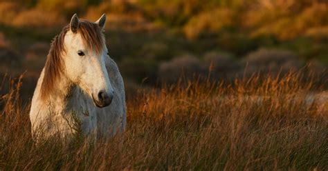 The Deadly Threat to Our Wild Horses | ASPCA