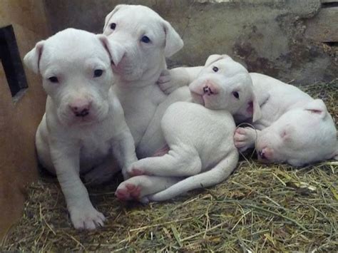 White-Pitbull-Puppies-Litter - American Bully And Bulldog Upliftment Blog | White pitbull ...