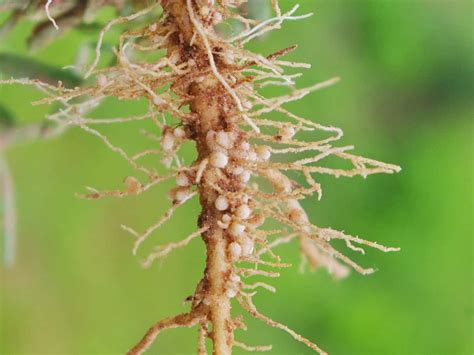 How to Identify, Control, and Deal With Root-Knot Nematodes | Nitrogen fixing plants, Vegetable ...