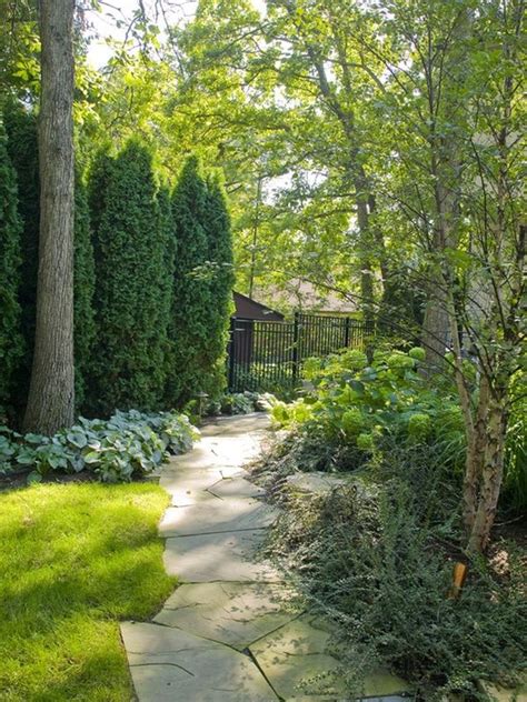 landscaping images for backyard Narrow trees for small yards that pack ...