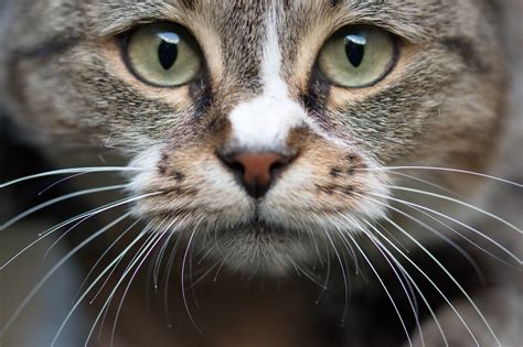 Why Do Cat's Have Whiskers? | Fascinating Whisker Facts