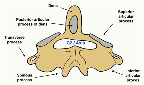 Dens Anatomy