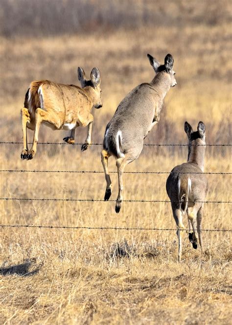 North American Wildlife - CGI Photography