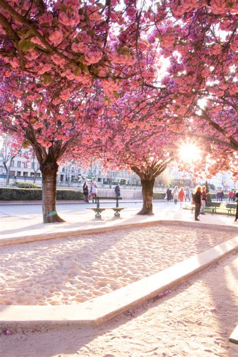 cherry blossoms in paris - MY FRENCH COUNTRY HOME