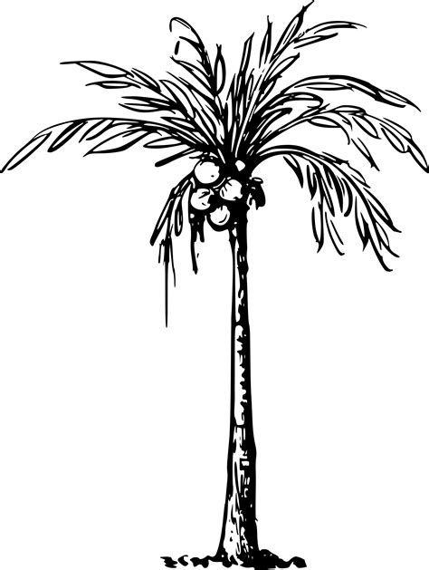 Format Images Of Coconut Tree Drawing Png Transparent Background