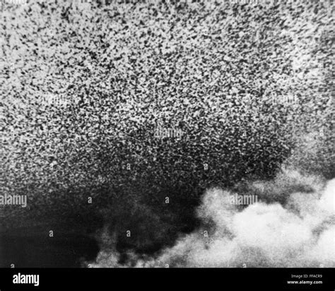 LOCUST SWARM, 1952. /nA swarm of desert locusts fills the sky in the ...