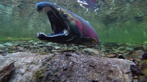 Coho Spawning on the Salmon River | The rivers, streams, and… | Flickr