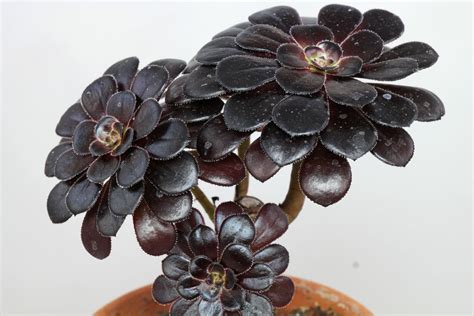 Aeonium arboreum „Nigrum“