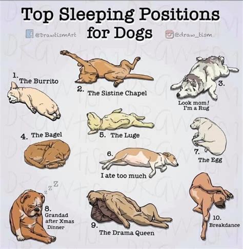 What is your dog's top sleeping... - Australian Dog Lover