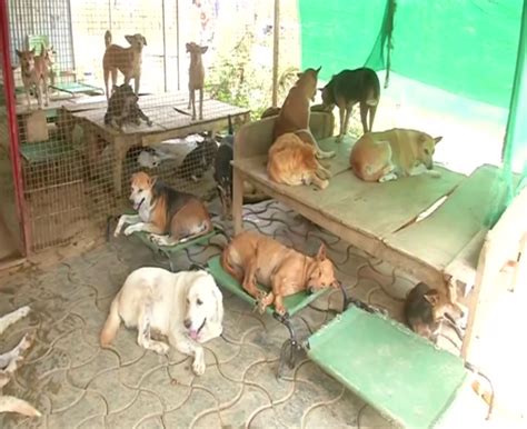 Odisha: Bhubaneswar-based NGO providing shelter to animals amid soaring temperatures