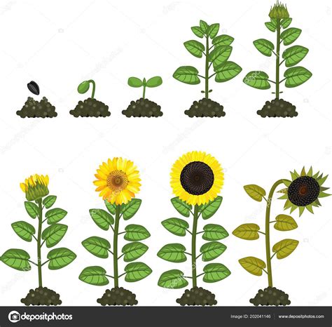 Life Cycle Sunflower Plant Pictures | Best Flower Site