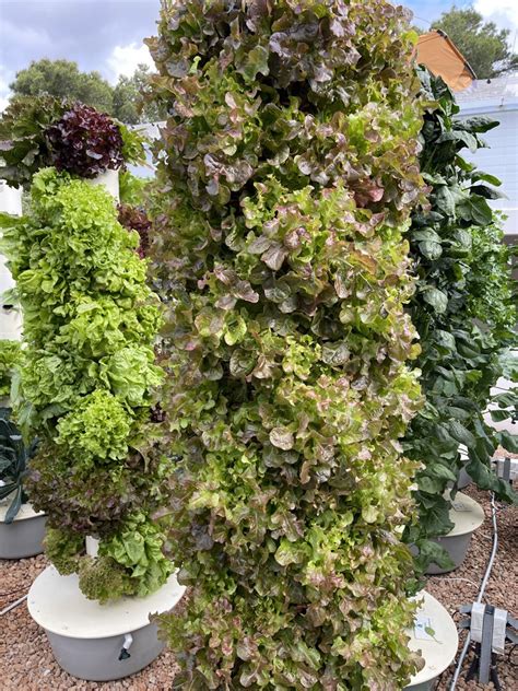 Space Savings of Vertical Farming with Aeroponic Towers