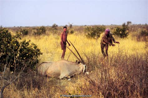 Botswana’s hunting ban: Bushmen starve, trophy hunters carry on - Survival International