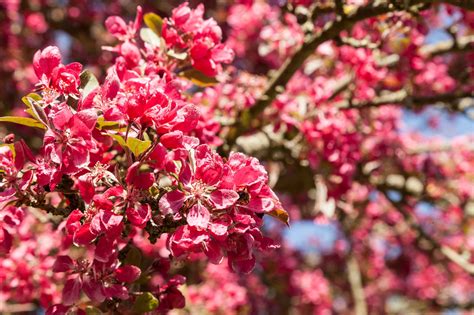 Free Images : tree, nature, branch, fruit, flower, petal, bloom, food, spring, red, produce ...