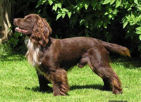 Sussex Spaniel - Pictures, Information, Temperament, Characteristics | Animals Breeds