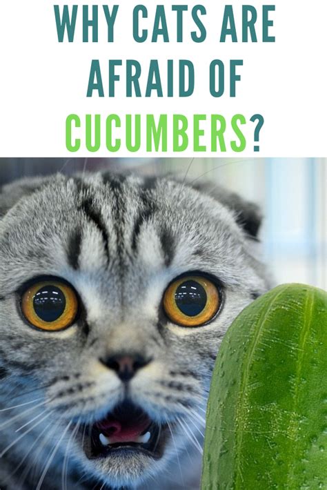 Why are cats afraid of cucumbers? One of the biggest mysteries of humanity. It is a fact that ...