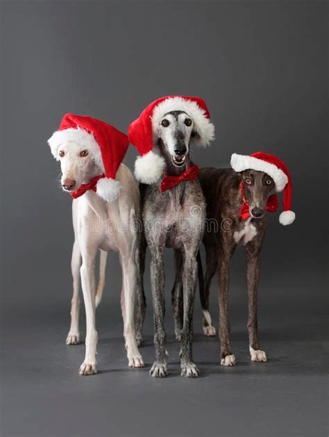 Sunderland Dogs - CHRISTMAS PARTY PACKAGES AVAILABLE BOOK...