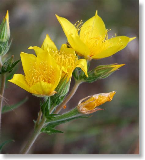 Blazing Star Flower Cluster