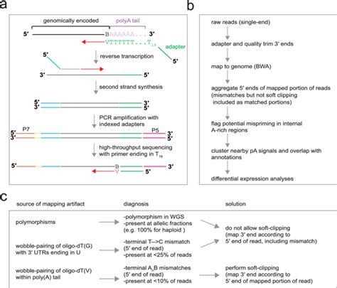 3′ end sequencing workflow with oligo(dT) 19 V. a) Overview of the 3 ...