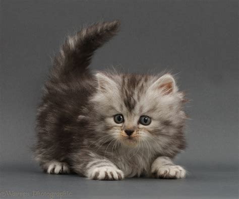 Playful silver tabby Persian-cross kitten on grey background photo WP45503