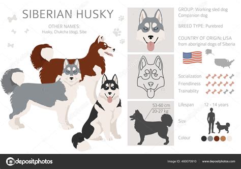 Siberian Husky Poses Coat Colors Set Vector Illustration Stock Vector ...