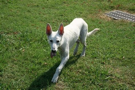 File:2008-08-03 White German Shepherd pup on the lawn.jpg - Wikimedia Commons