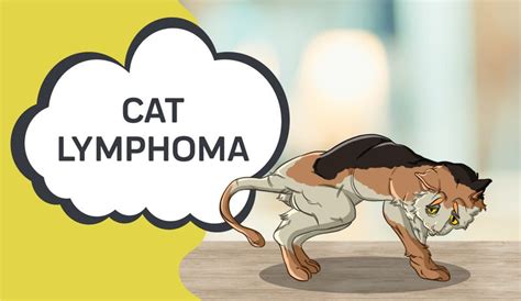 Lymphoma in Cats#N#– Innovet Pet