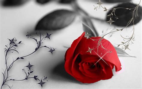 Red rose in a black and white wallpaper - love moments