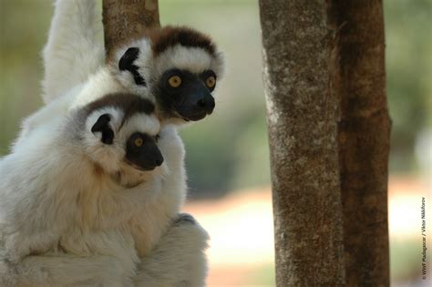 WWF Madagascar - Lemur Conservation Network