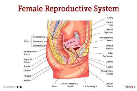 Human Female Reproductive System Parts And Functions