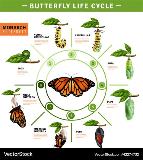 Butterfly Life Cycle Diagram Butterfly Life Cycle Life Cycles | My XXX ...