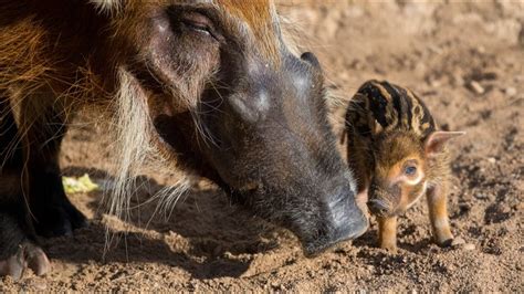 Newborn red river hog makes Houston Zoo debut | khou.com