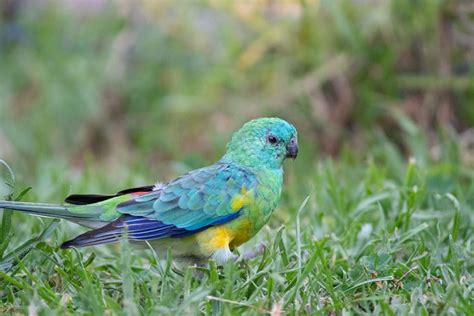 Birds of Australian Outback and Where to See Them - The Wildlife Diaries