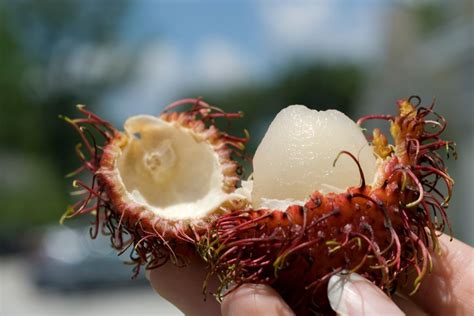 Rambutan in Honduras 2024-2025 - Rove.me